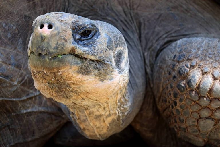 Aos cem anos, tartaruga é mãe pela primeira vez - 09/04/2025 - Ciência